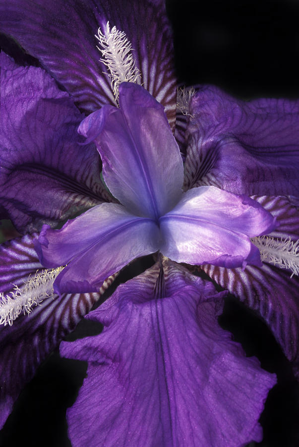 Purple Iris #1 Photograph by Dave Mills