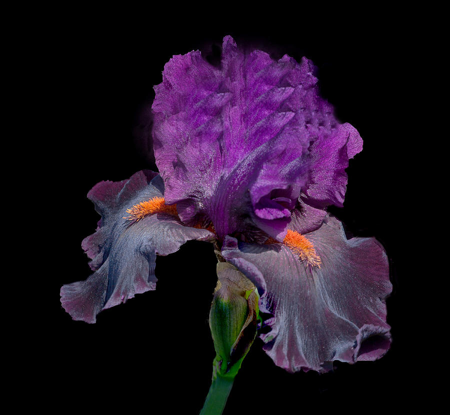 Purple Iris #1 Photograph by Floyd Hopper