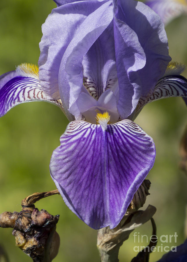 Purple Iris V Photograph by Lili Feinstein