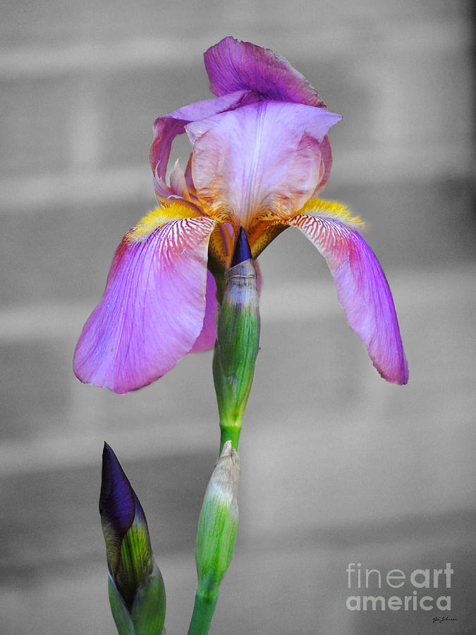Purple Iris Photograph by Jai Johnson