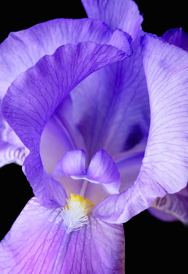 Purple Iris #1 Photograph by Jim Hughes