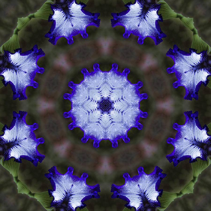 Purple Iris Kaleidoscope #1 Photograph by Kathy Clark