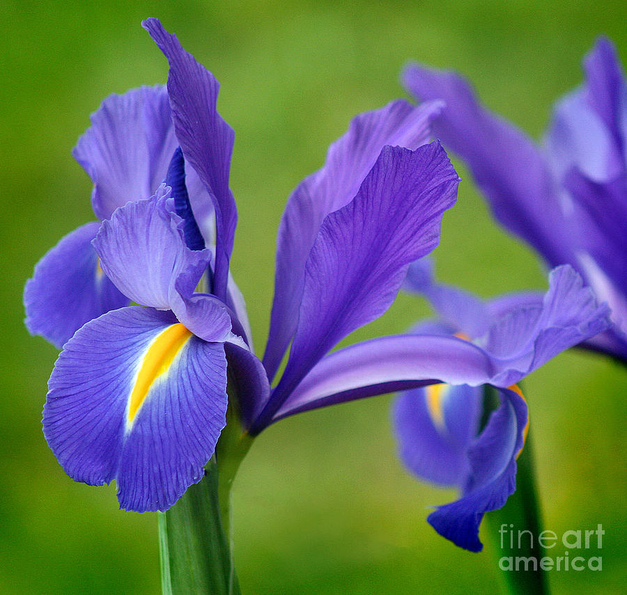 Purple Iris #2 Photograph by Karen Adams