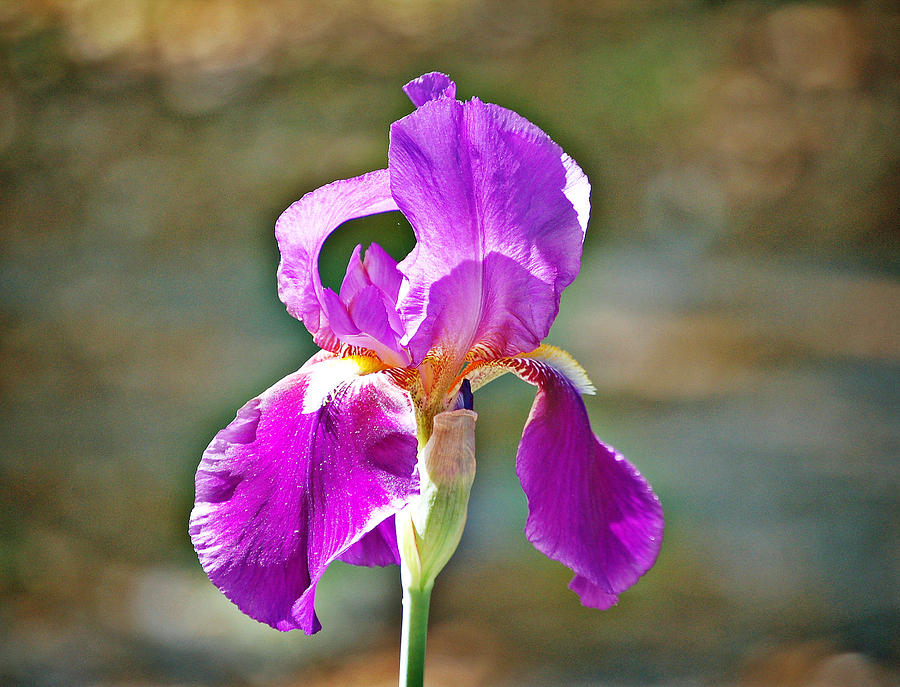 Purple Iris #1 Photograph by Linda Brown