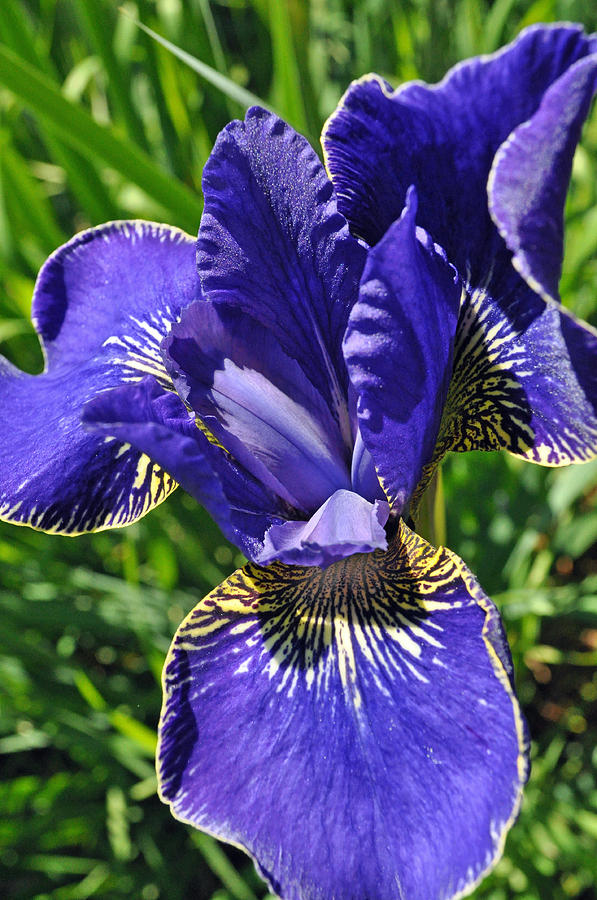 Iris Photograph - Purple Iris #1 by Tikvahs Hope