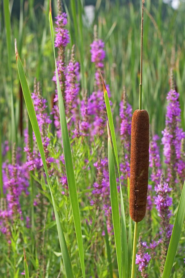 Nature Photograph - Purple Loosestrife And Cattail Plants #1 by Jim West