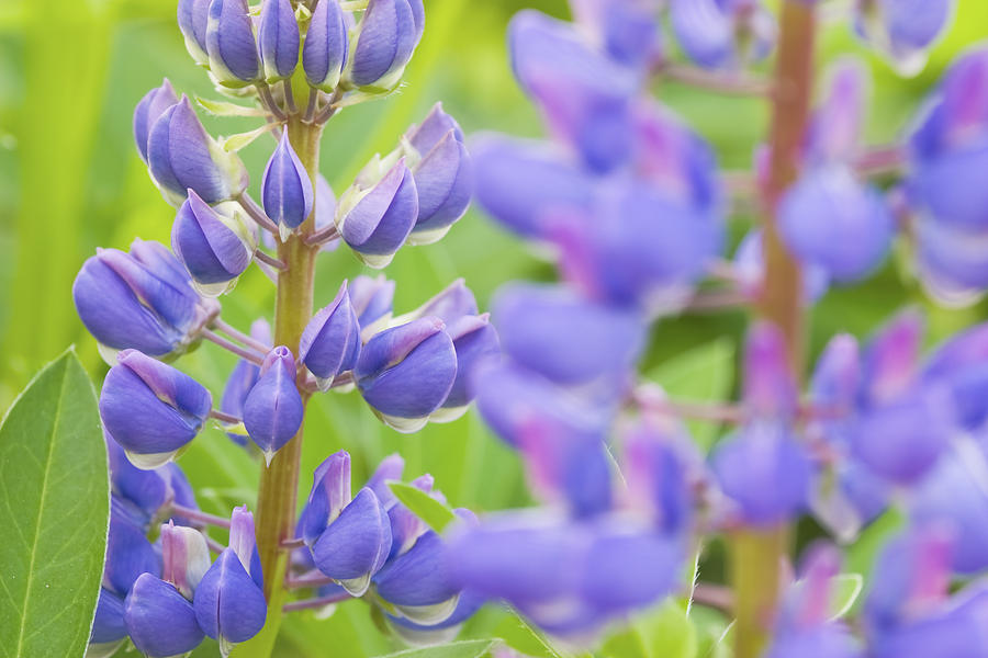 Purple Lupine Flowers #1 Photograph by Keith Webber Jr