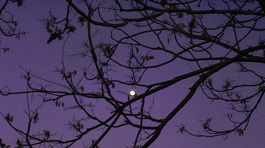 Moon Digital Art - Purple Moon #1 by Sally Stevens