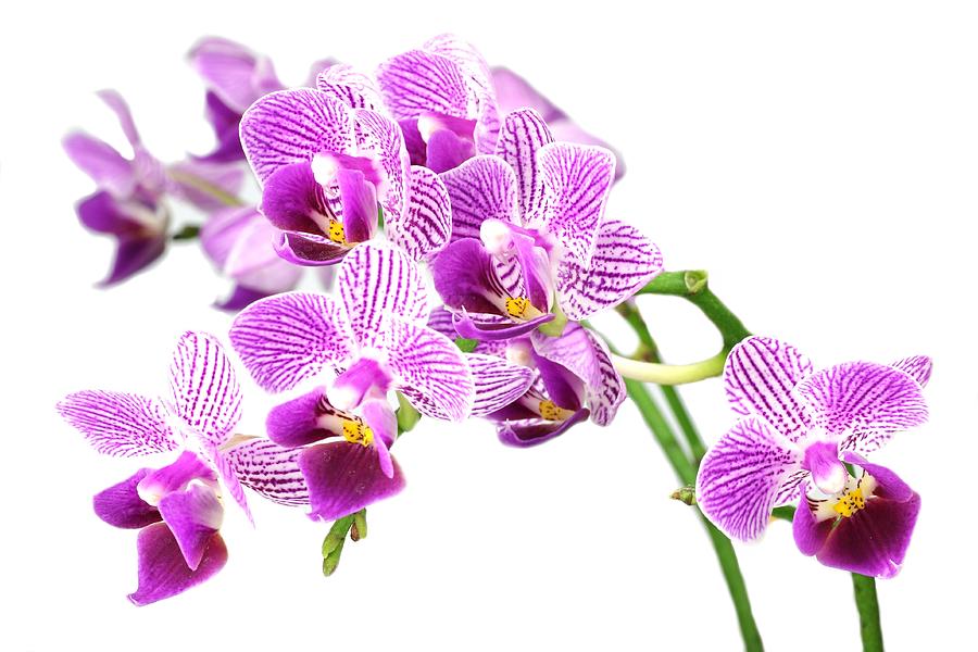 Purple Orchid-4 Photograph by Rudy Umans
