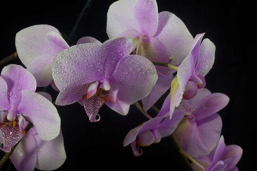 Purple Orchids #2 Photograph by James Roemmling