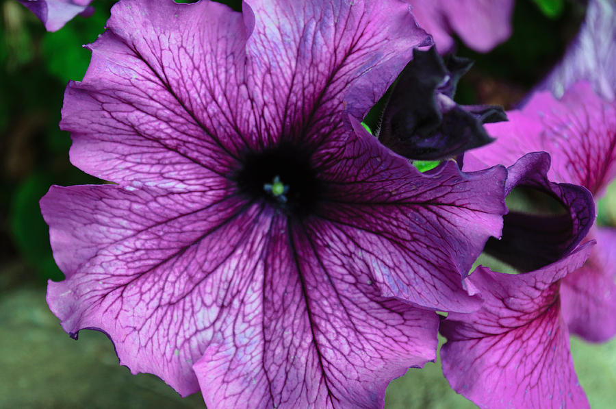 Purple Petunia #1 Photograph by Tikvahs Hope