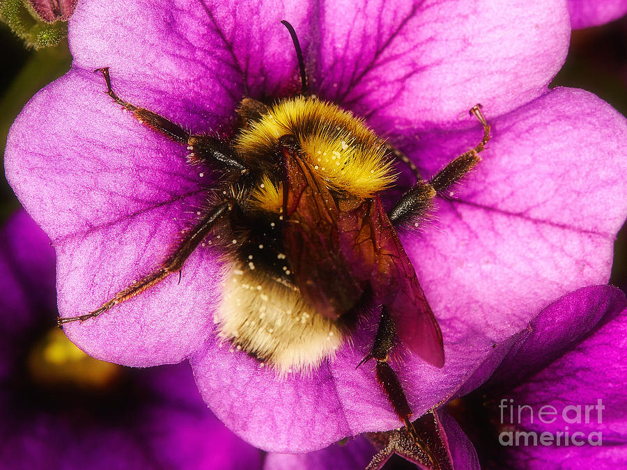 Purple petunias with a bumblebee #1 Photograph by Nick  Biemans