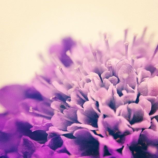 Nature Photograph - Purple Pincushion Flower #1 by Abbie Hamblin