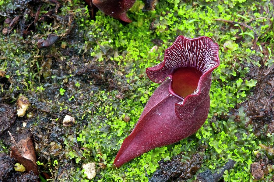Purple Pitcher Plant #1 Photograph by Philippe Psaila/science Photo Library