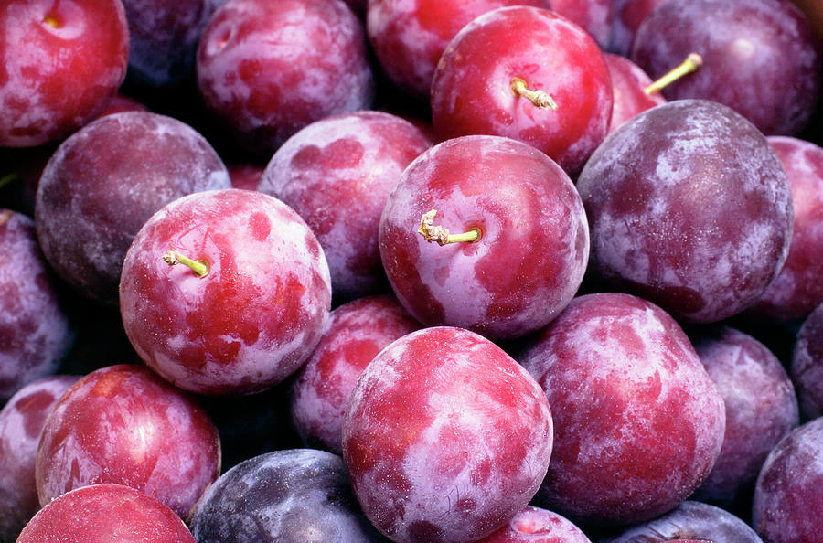 Purple Plums (prunus Hybrid) #1 Photograph by Maria Mosolova/science Photo Library