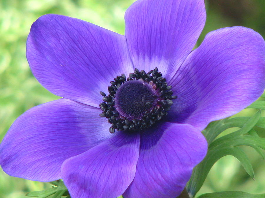 Purple Poppy Photograph