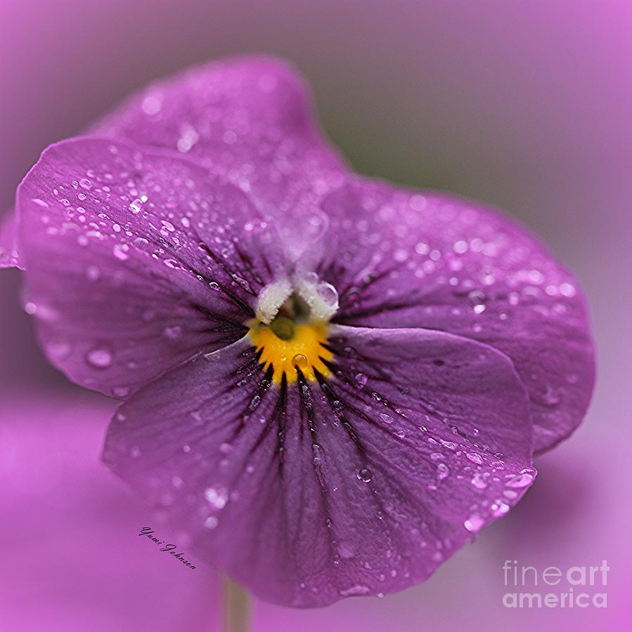 Purple Rain #1 Photograph by Yumi Johnson