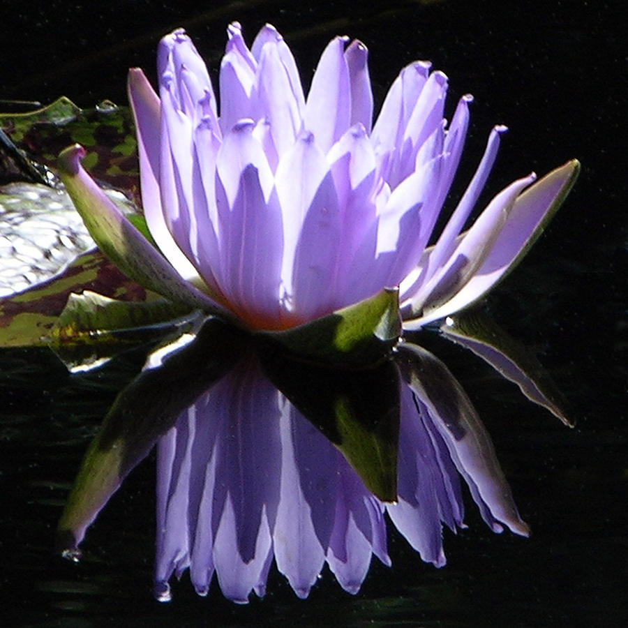 Purple Flower Photograph - Purple Reflections #2 by John Lautermilch