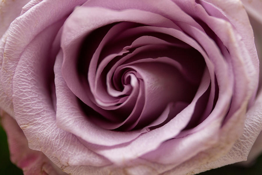 Purple Rose #1 Photograph by Susan Jensen