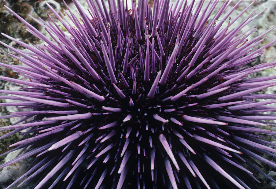 Purple Sea Urchin #1 Photograph by Jeff Rotman