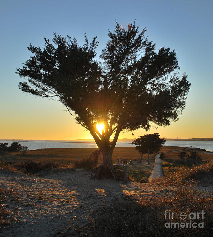 Sun Burst Through The Cypress Photograph by Bob Sample