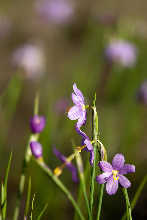 Purple Snow Drop Flowers #1 Photograph by Alex Grichenko