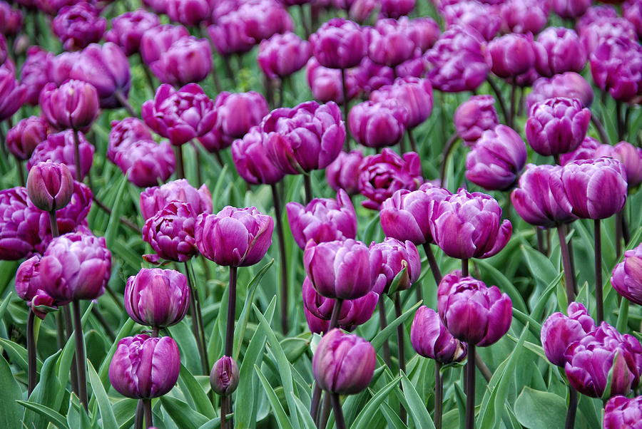 Purple Spring Photograph