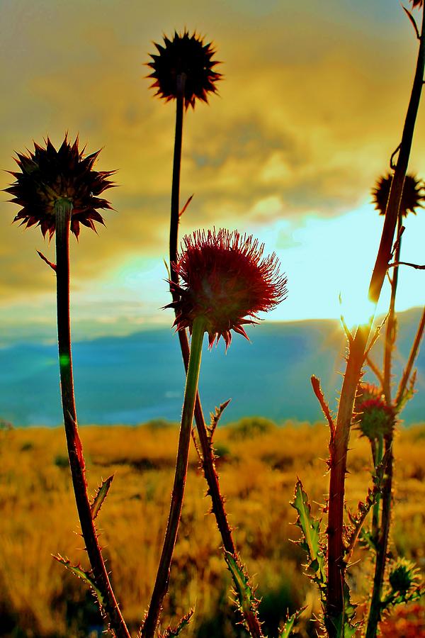 Purple Thistle #1 Photograph by Catie Canetti