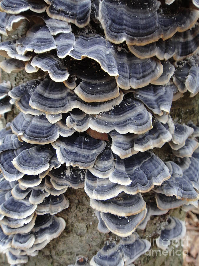 Purple Turkey Tails Photograph by Ara Wilnas | Fine Art America