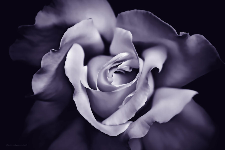 Summer Photograph - Mystery Purple Rose Flower by Jennie Marie Schell