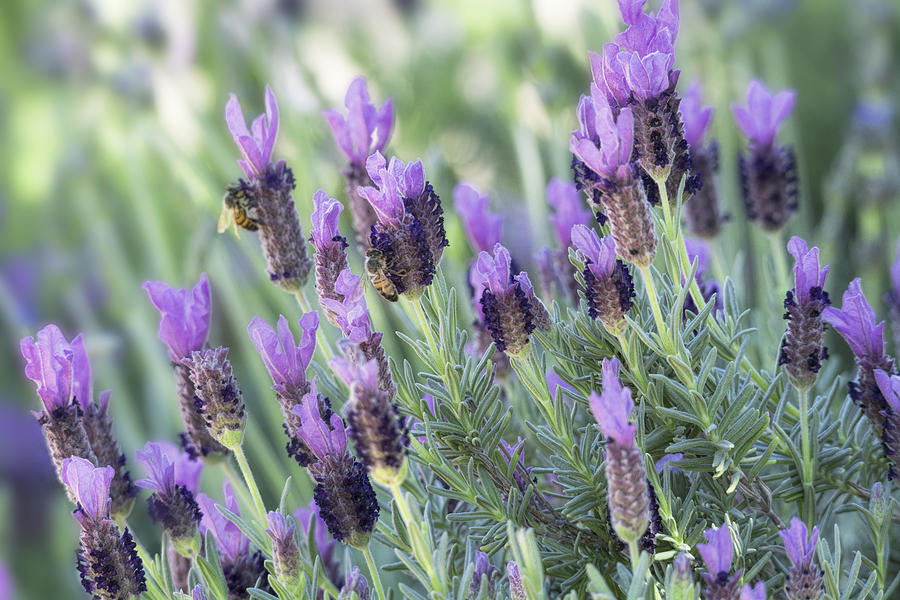 Purple Wildflowers  #4 Photograph by Saija Lehtonen