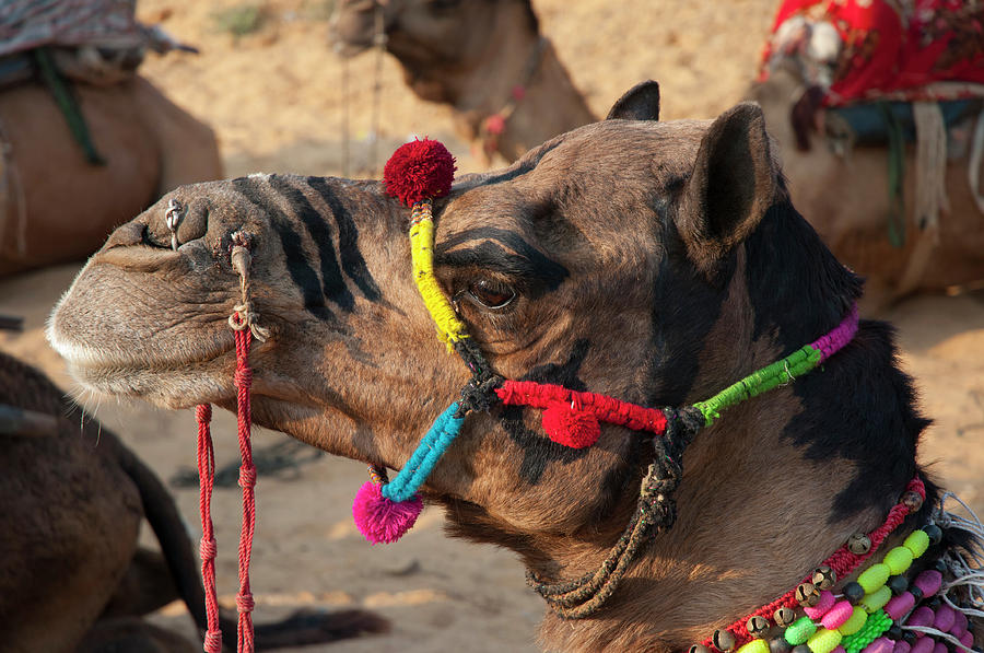 Animal Photograph - Pushkar, Rajasthan, India #1 by Inger Hogstrom