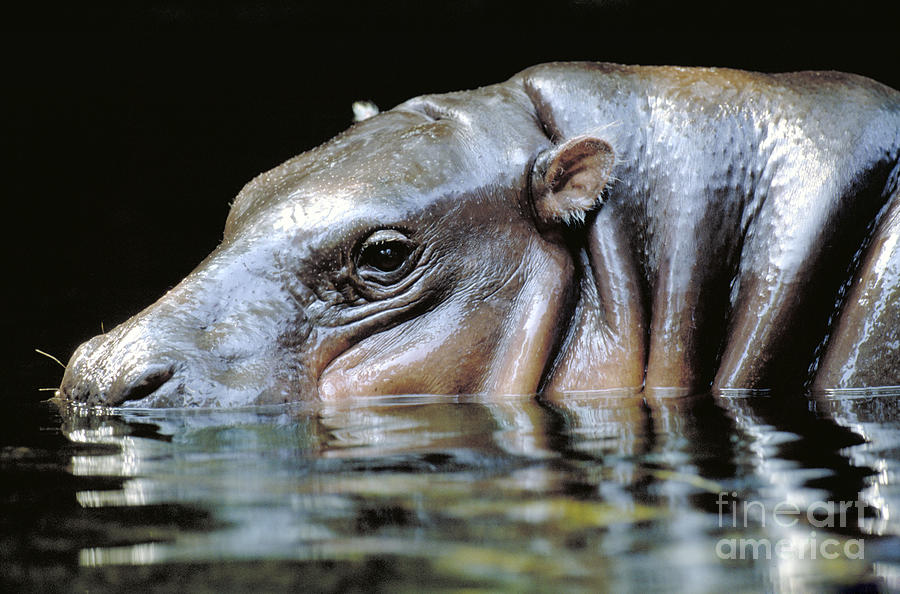 Pygmy Hippopotamus #1 Photograph by Art Wolfe
