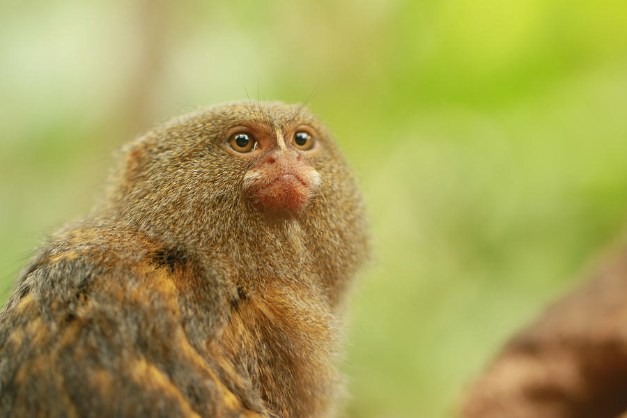 Pygmy Marmosets Photograph by Tinjoe Mbugus - Fine Art America