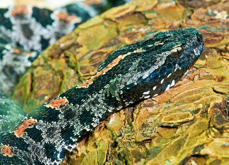 Pygmy Rattlesnake #1 Photograph by Millard H. Sharp