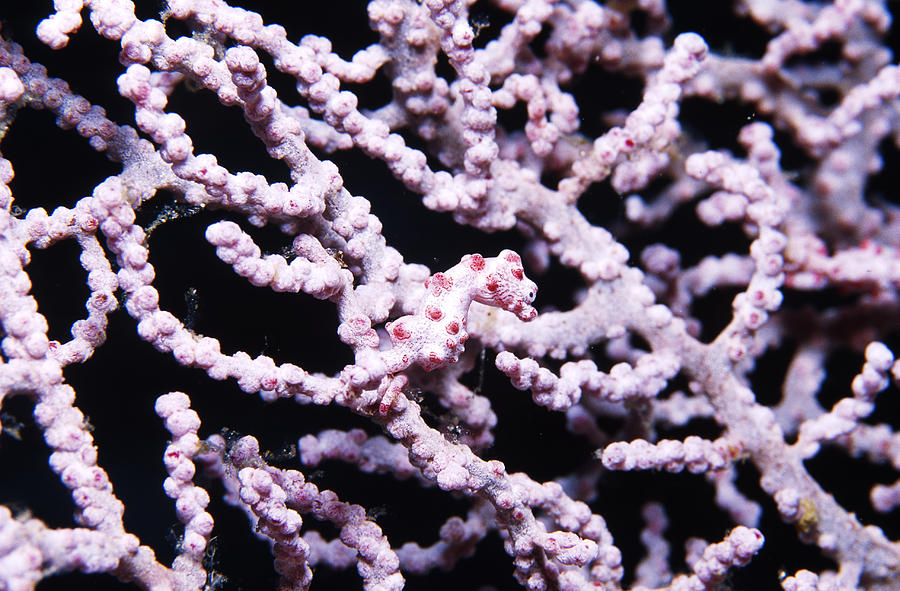 Pygmy Seahorse #1 Photograph by Newman & Flowers