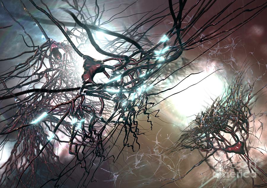 Pyramidal Nerve Cells, Artwork #1 Photograph by Animate4.com