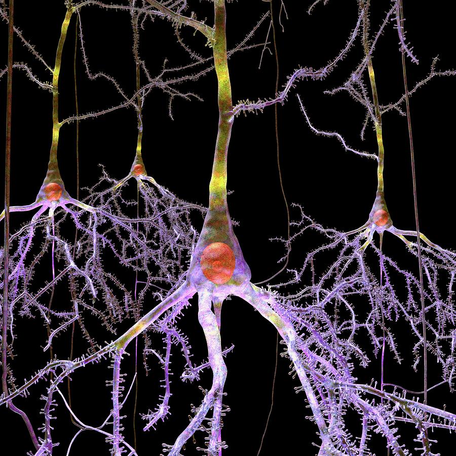 Pyramidal Nerve Cells #1 Photograph by Russell Kightley