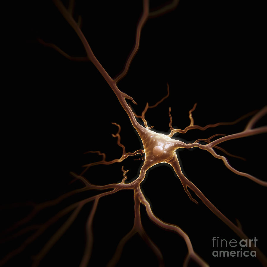 Pyramidal Neuron #1 Photograph by Science Picture Co