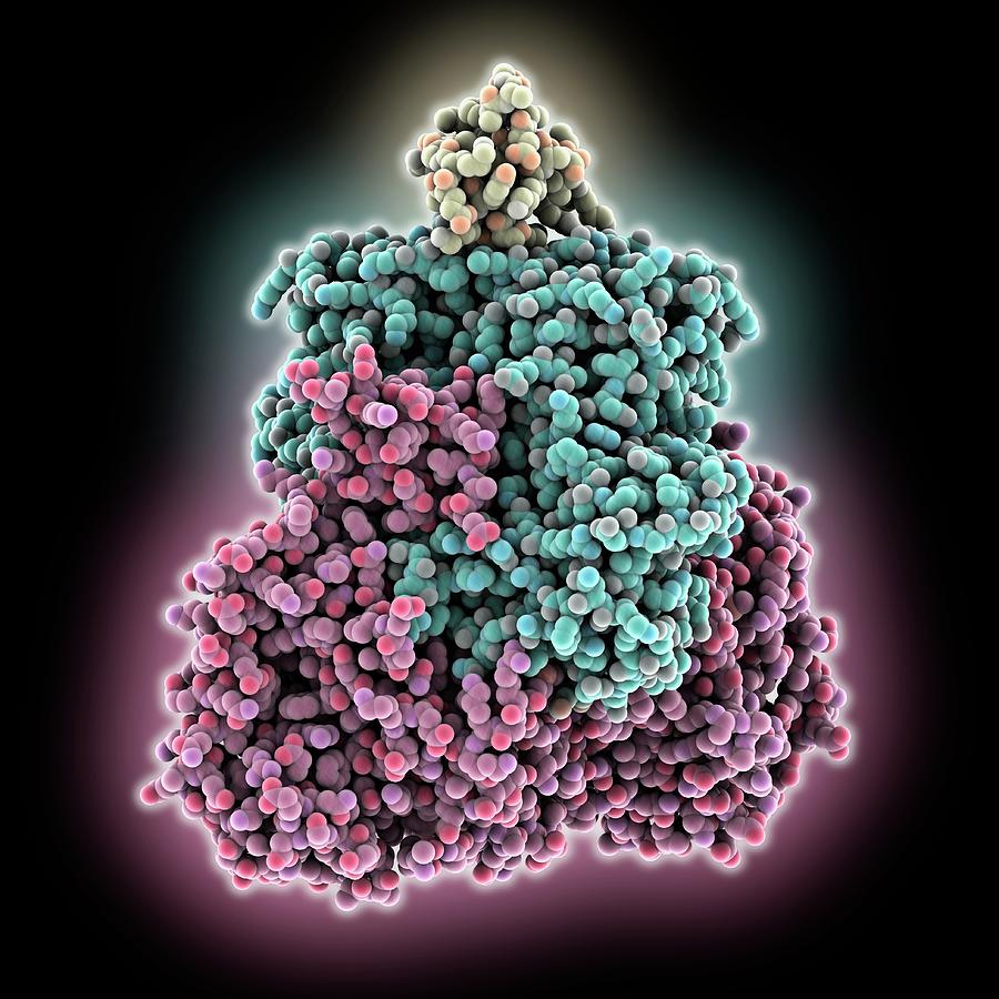 Pyruvate Dehydrogenase Complex Photograph by Laguna Design/science