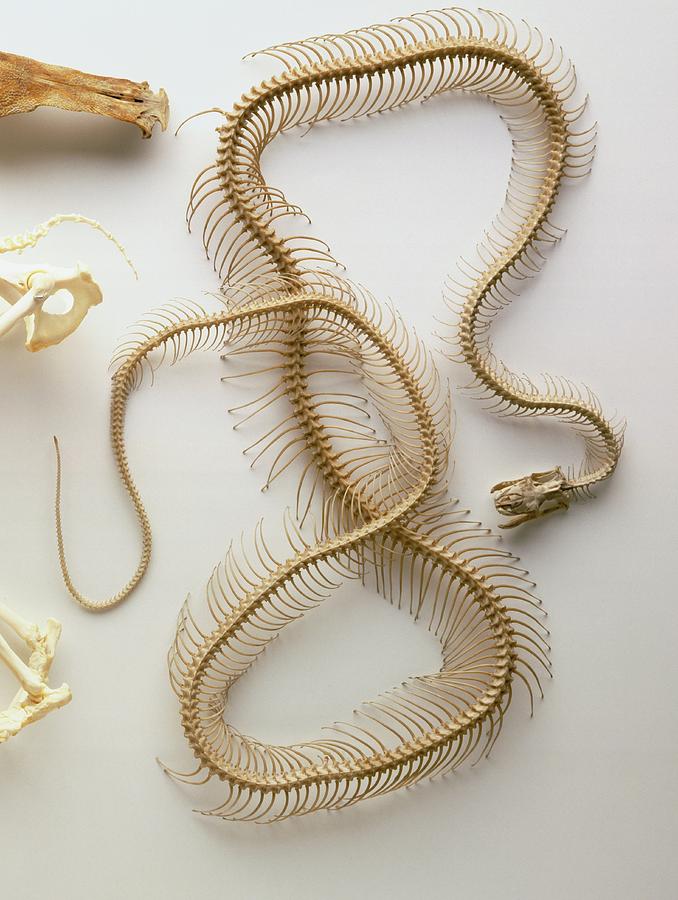 python skeleton symmetry Images High Quality Grahic Python Skeleton