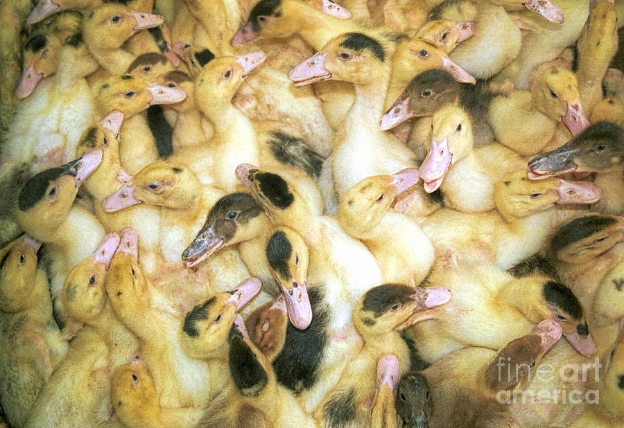 Quacks Photograph by David Smith