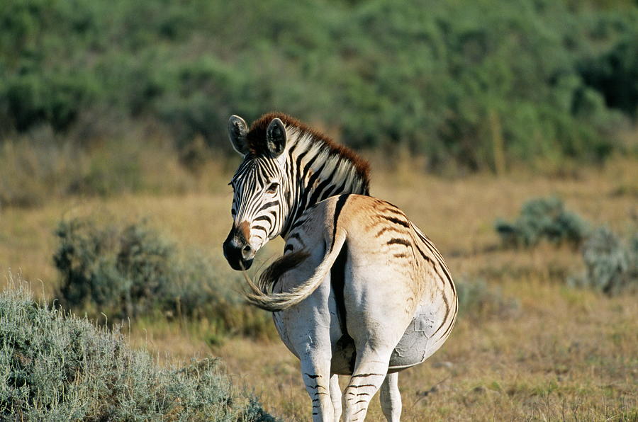 Quagga-like Zebra #1 Photograph by Philippe Psaila/science Photo Library