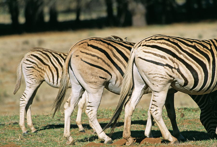 Quagga-like Zebras #1 Photograph by Philippe Psaila/science Photo Library