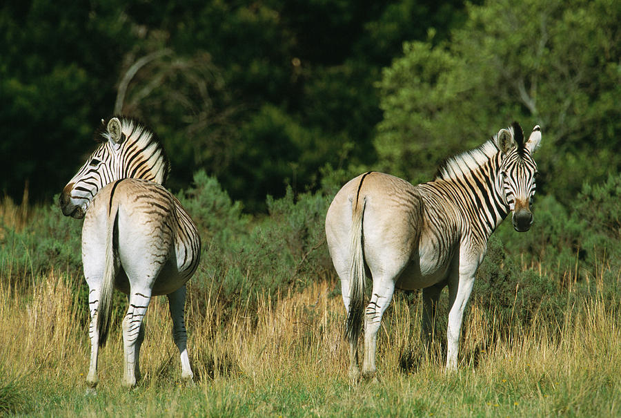 Quagga-like Zebras #1 Photograph by Tony Camacho/science Photo Library