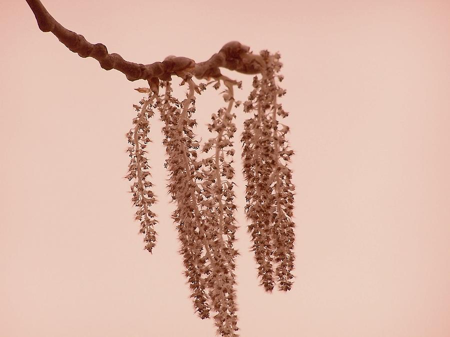 Quaking Aspen Catkins #1 Photograph by Kathleen Luther