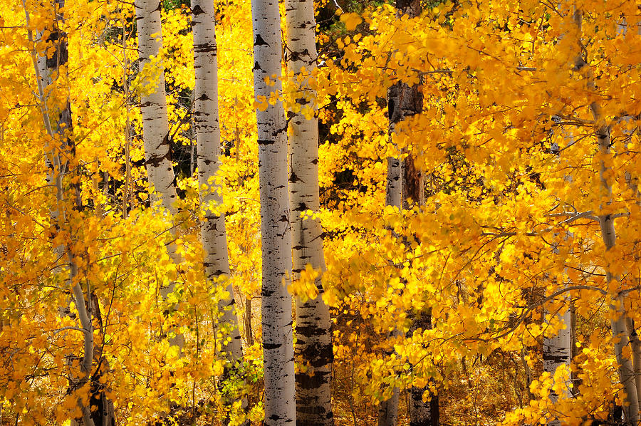 Quaking Aspen #1 Photograph by Theodore Clutter