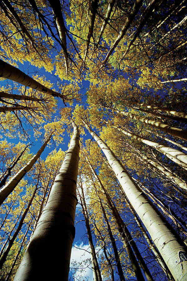 Quaking Aspens #1 Photograph by James Steinberg