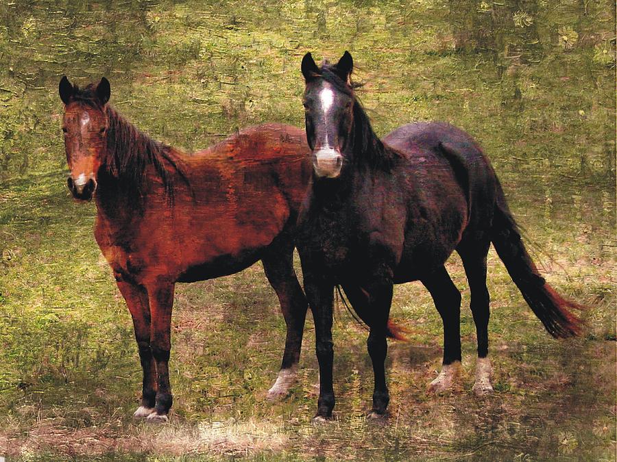 Quarter Horses #1 Photograph by Joe Duket