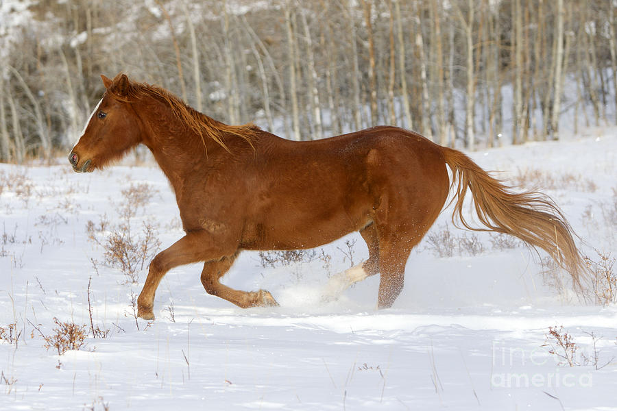 Quarterhorse In Snow #1 Photograph by M. Watson